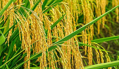 返乡创业 “米”倒众生